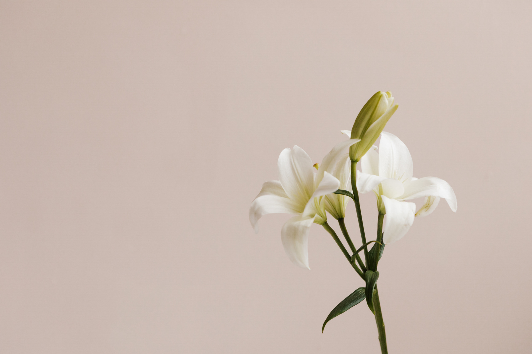 White flowers for women's history month