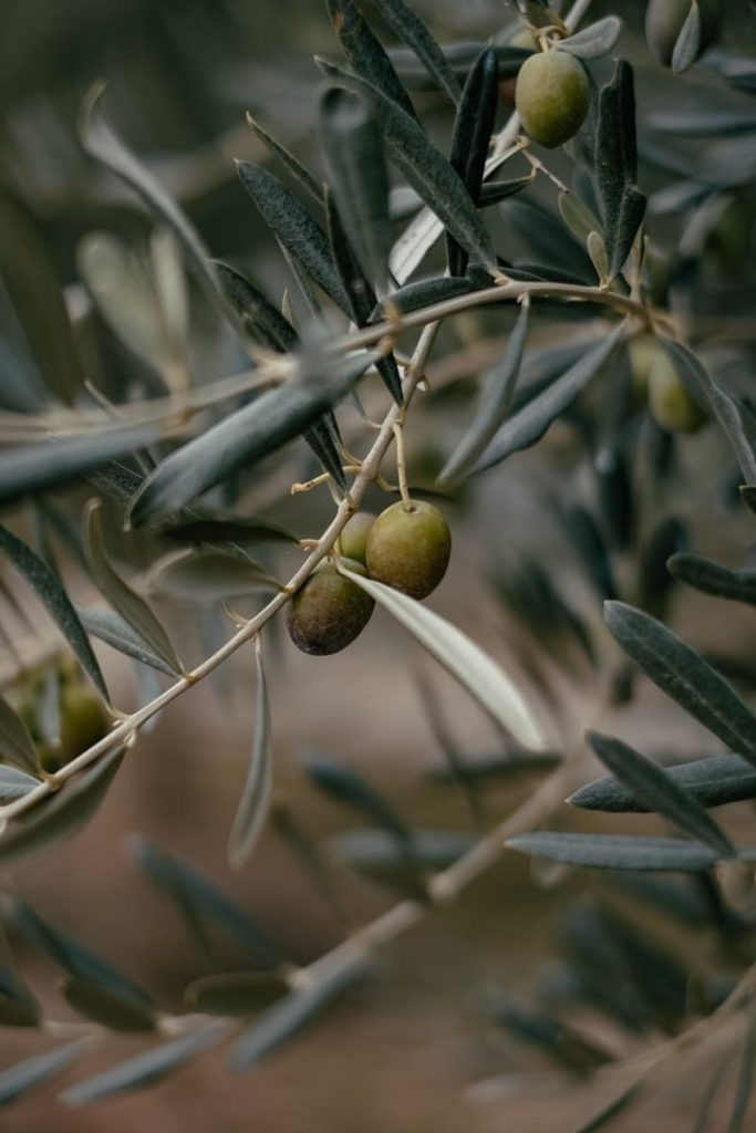 infused olive oil